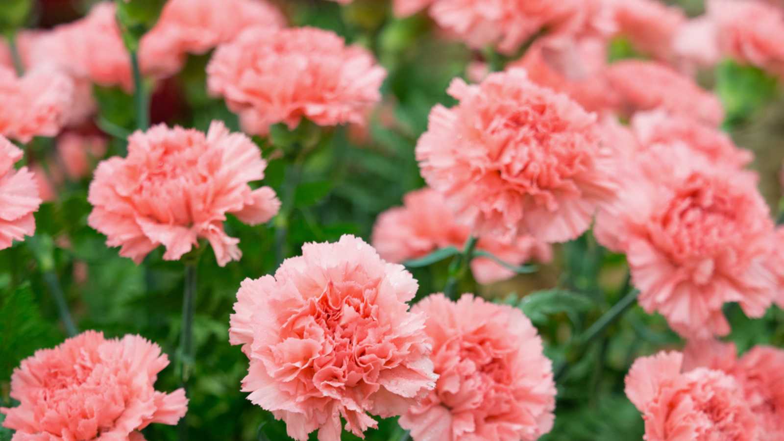 Pink carnation