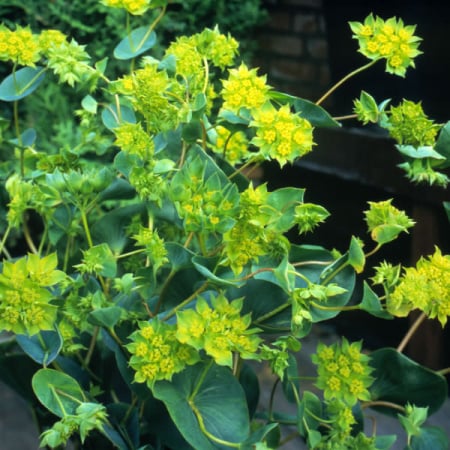 Fall Wedding Flowers Bupleurum