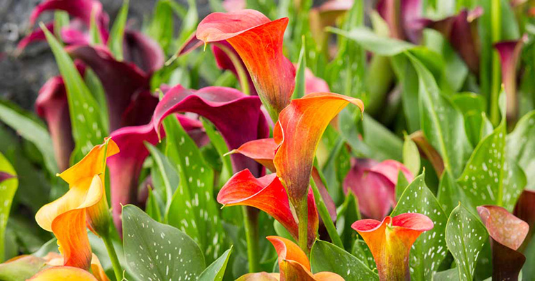 Fall Wedding Flowers Calla Lily