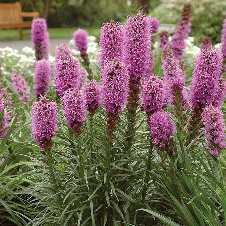 Fall Wedding Flowers Liatris