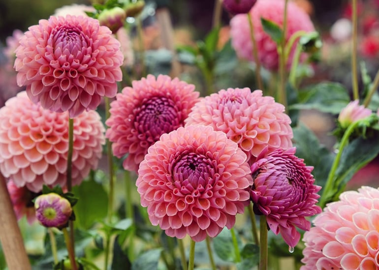 Fall Wedding Flowers Pink Dahlia