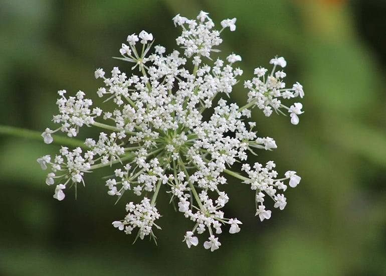fall Wedding Flowers Queen Anne's Lace