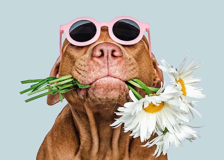 Dog Wears Sunglasses