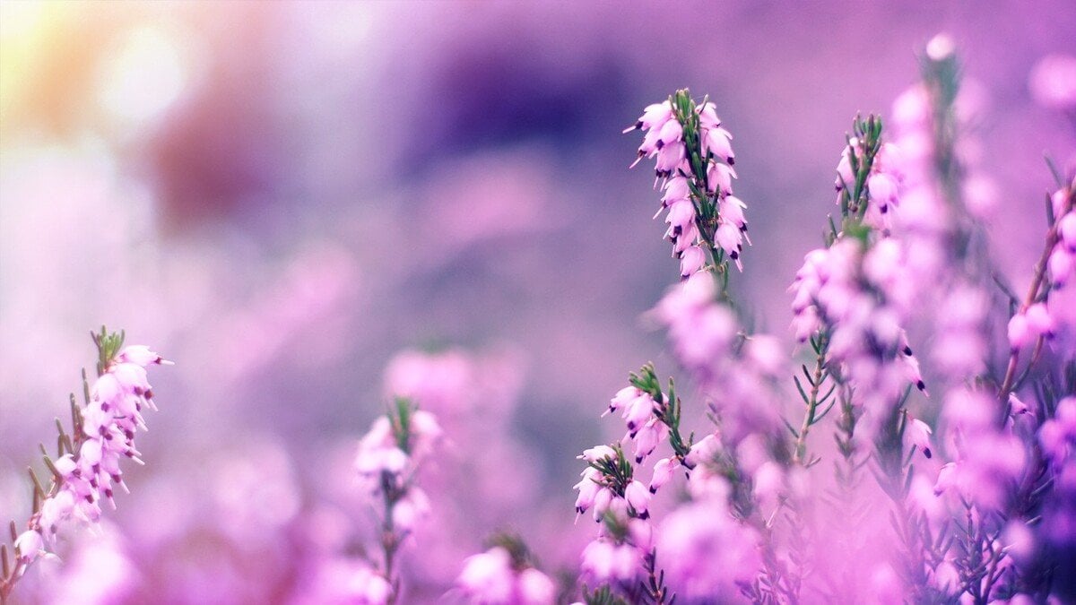 lavender-flowers