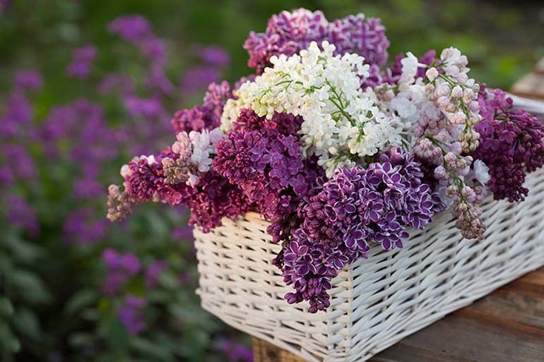 Spring Wedding Flowers Lilacs