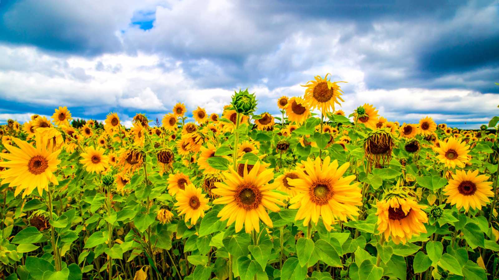 Sunflower flower on agriculture field