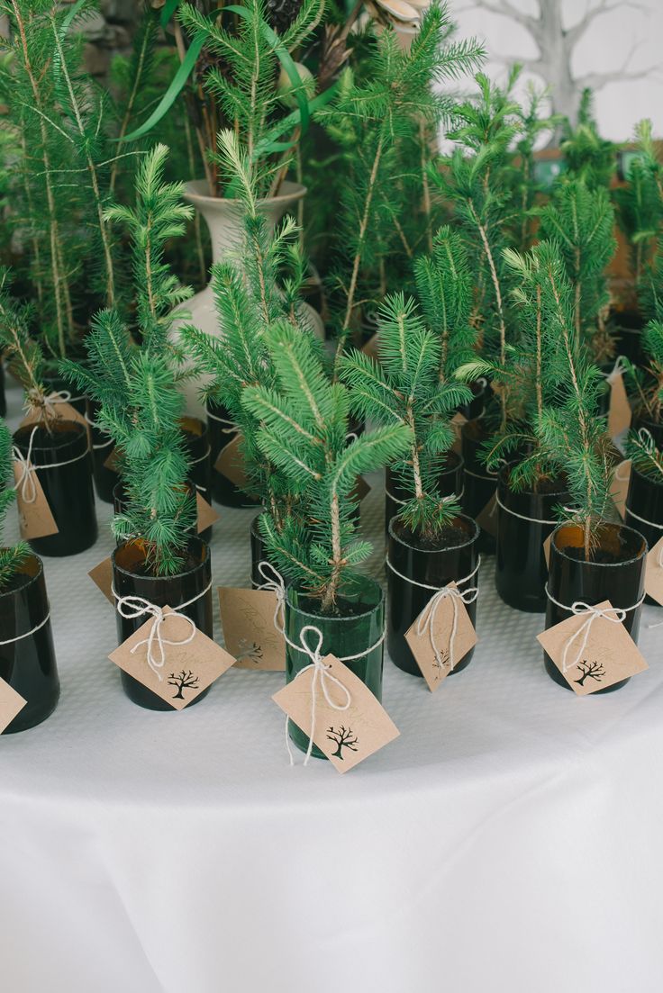 Tree Favors for Planting